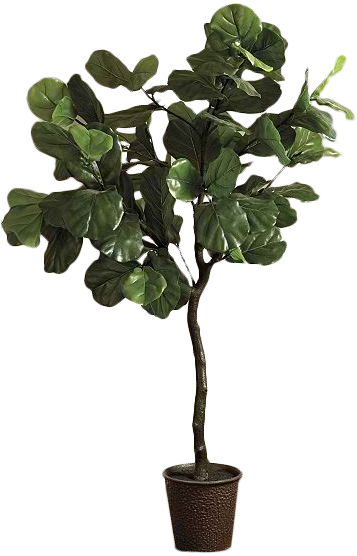 Fiddle Leaf Png - Ballard Designs Bunny Williams Faux Fiddle Leaf Fig (357x556), Png Download