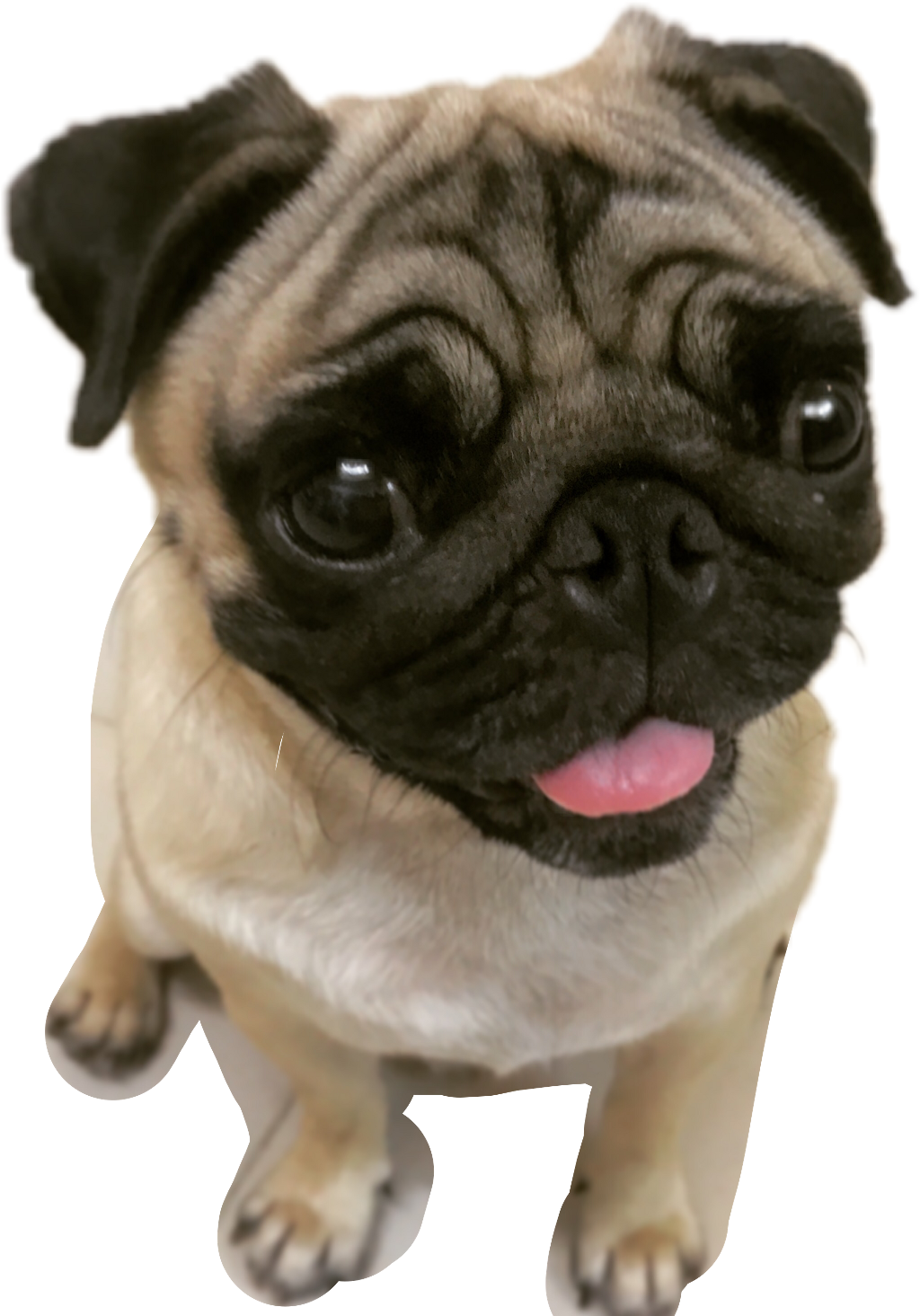 Pugs Pugface Puglifefreetoedit Report - Pug (1024x1465), Png Download