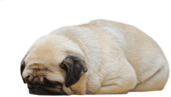 Sleeping Pug - Ib-sound Heating Pads For Pets, Electric Heating Pad (580x385), Png Download