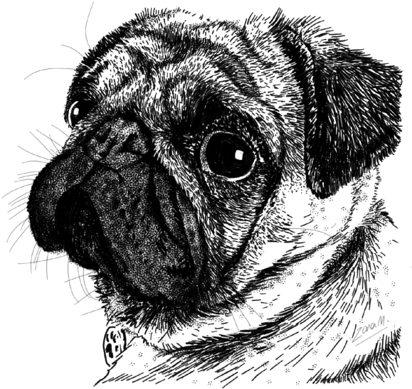Pug Face - Drawing (800x800), Png Download