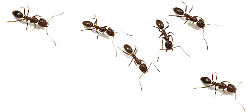 Pest Control (500x300), Png Download