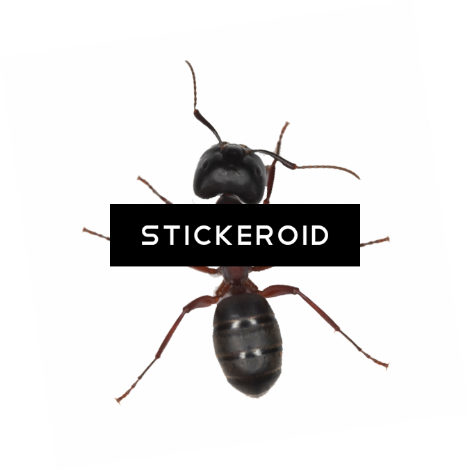 Ant Ants Insects - Carpenter Ant (676x677), Png Download