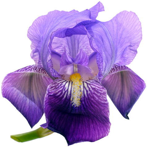 Campanulas Flowers Png Background - Portable Network Graphics (550x542), Png Download