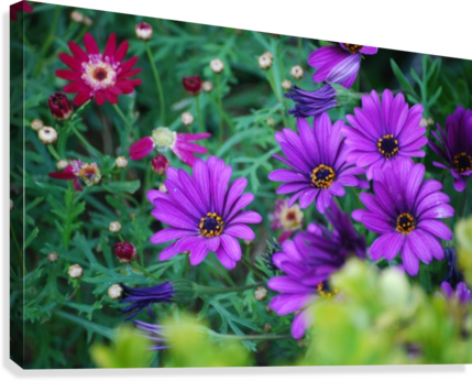Purple Flowers In Dana Point Ca Canvas Print - African Daisy (429x346), Png Download