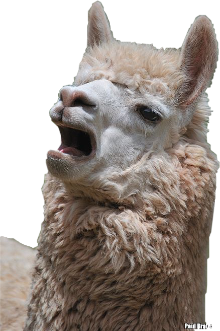 Report Abuse - Llama Singing (438x657), Png Download