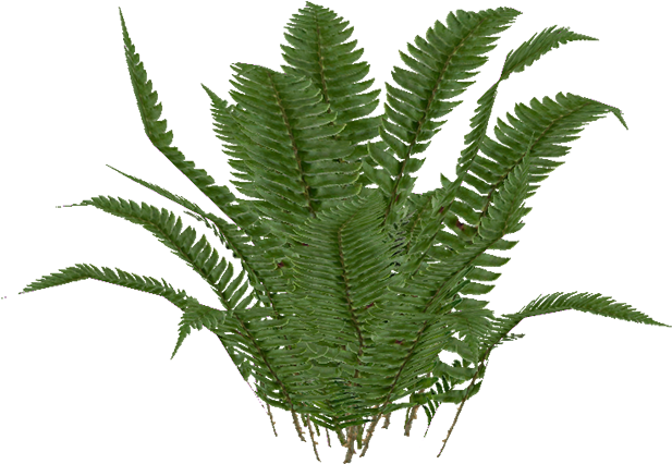 Swordfern - Zoo Tycoon 2 (700x701), Png Download
