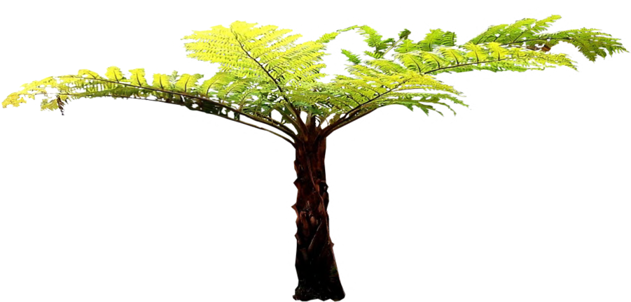 Transparent Fern Tree - Tree Fern Cut Out (900x450), Png Download