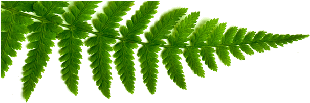 Shamanic Ferns - Green Hotels Conservation Guidelines And Ideas: Learn (612x212), Png Download