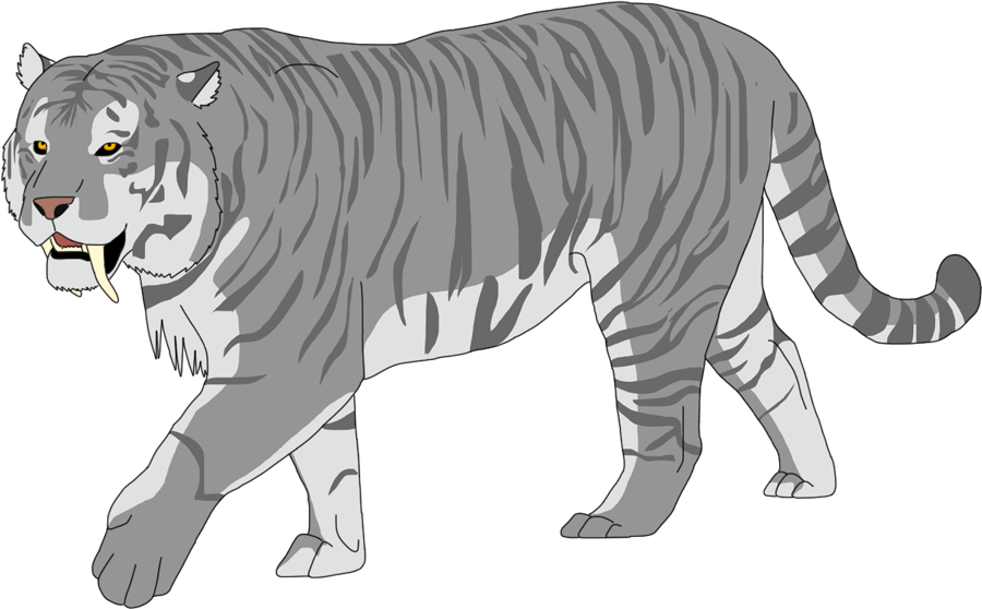 Snosabel Tiger - Siberian Tiger (900x558), Png Download