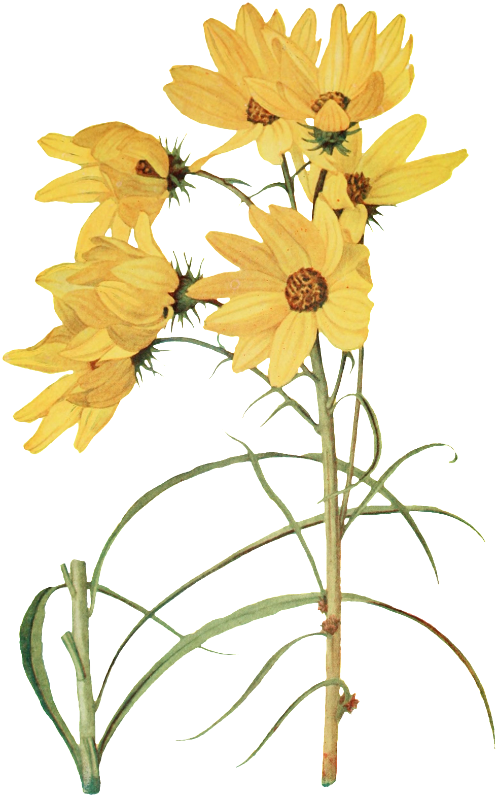 Hand Painted Elegant Yellow Flowers Transparent Decorative - ดอกไม้ สี เหลือง สวย ๆ (1024x1664), Png Download