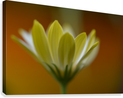 Yellow Flower Photograph Canvas Print - Canvas Print (429x344), Png Download