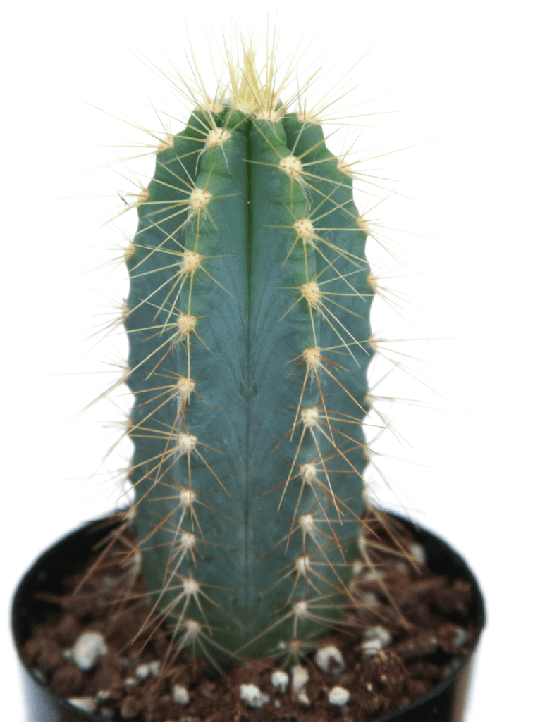 Pilosocereus Azureus 'blue Torch Cactus' - Cactus (1024x1024), Png Download