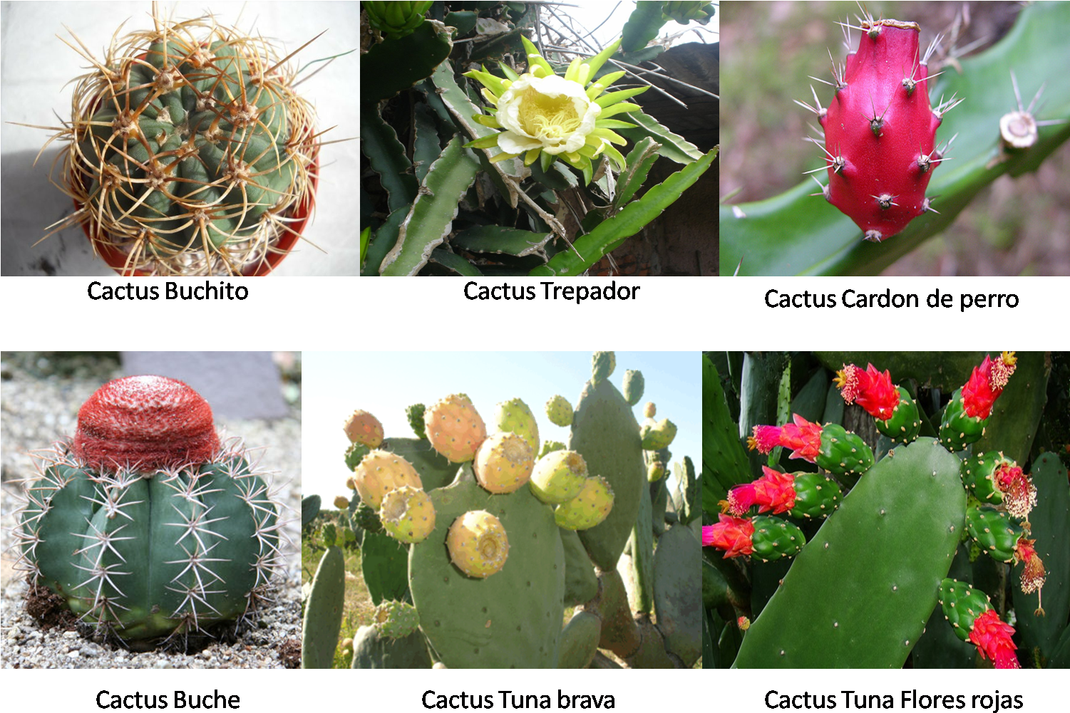 Cactus - Planta De Tuna (1502x1012), Png Download
