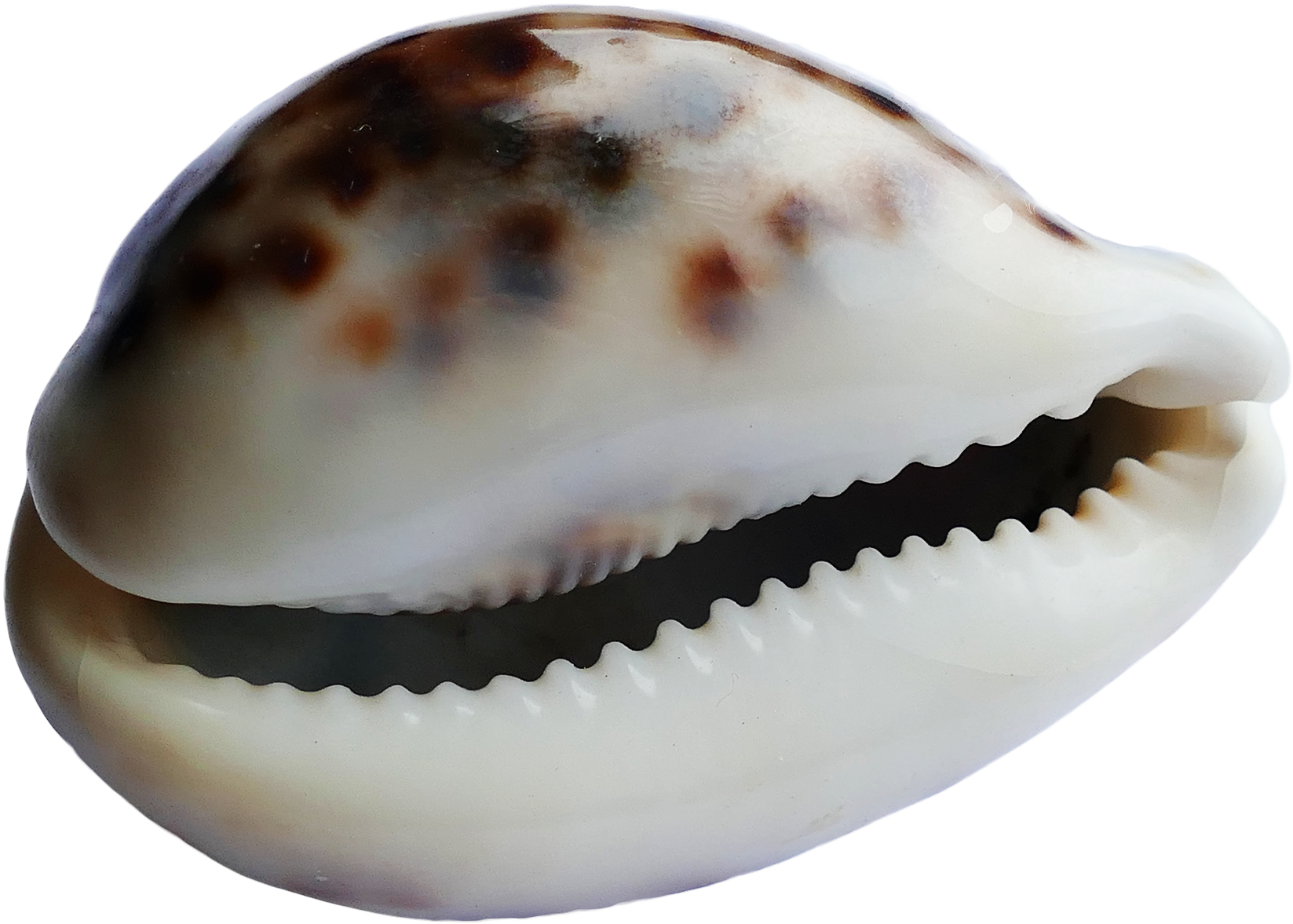 Seashell Png - Seashell (1764x1280), Png Download