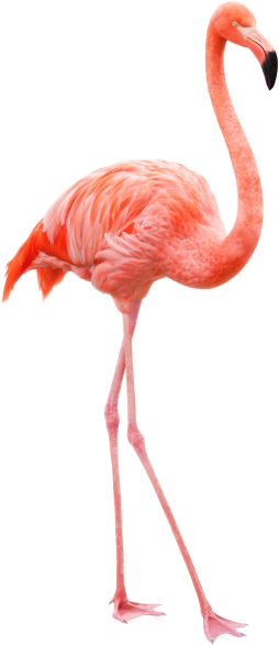 Flamingo - Flamenco Pajaro (866x650), Png Download