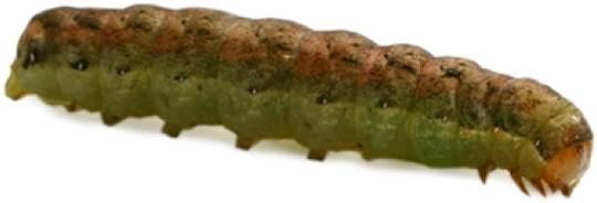 Caterpillar Png Transparent Images - Poster (640x480), Png Download