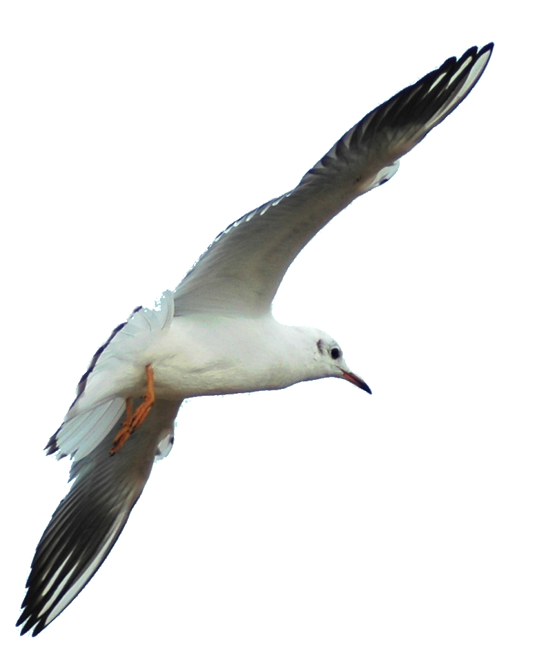 Hd Beautiful Seagull Static Png - Gulls (1024x1024), Png Download