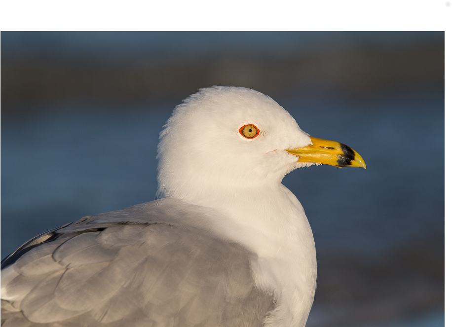 European Herring Gull (1000x1000), Png Download