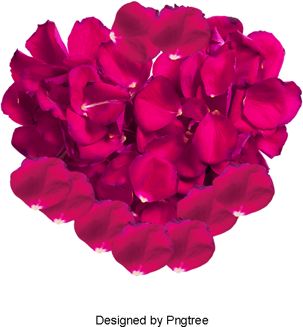 Pink Rose Petals, Rose Clipart, Pink, Rose Petal Png - Rose (800x800), Png Download