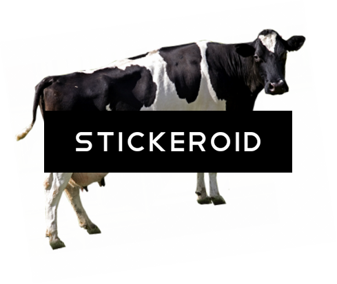 Cow Animals - Dairy Cattle (489x413), Png Download
