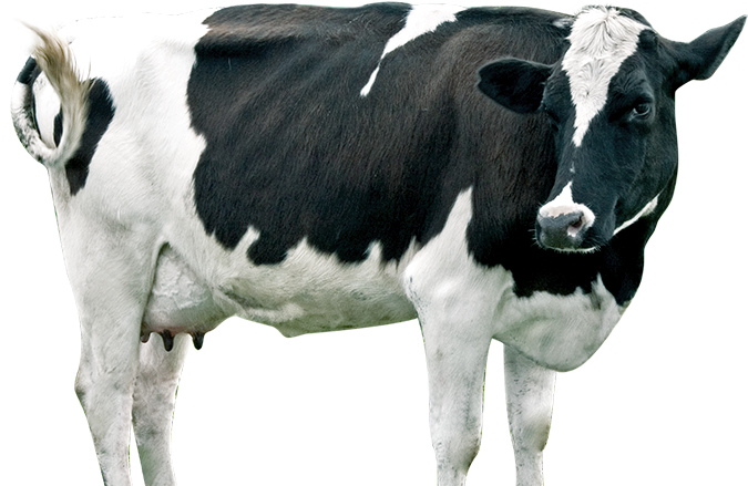 Dairy Cattle (772x471), Png Download
