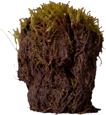 3d View - Arctic Moss Roots (550x420), Png Download