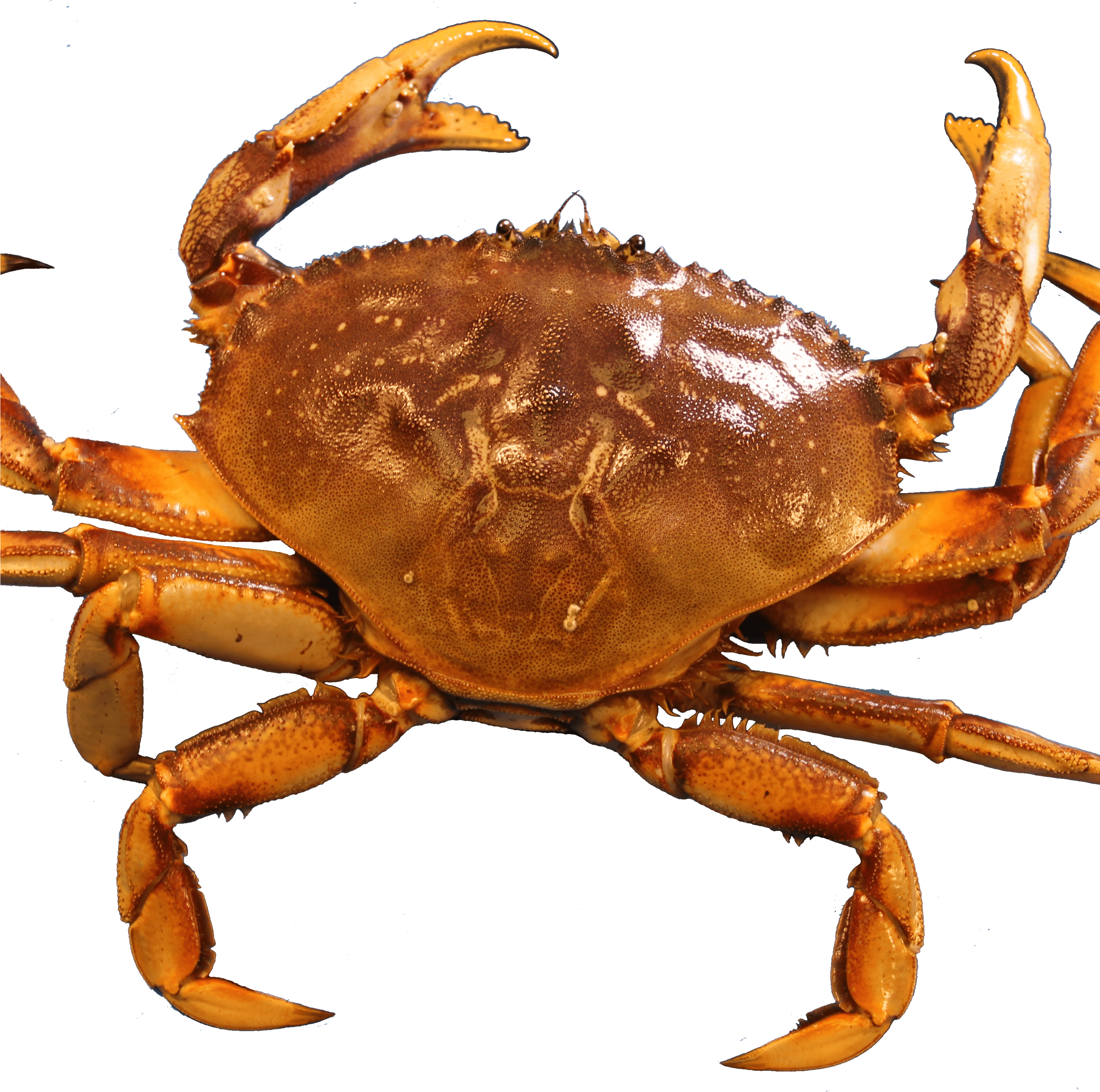 Crab (3000x3000), Png Download