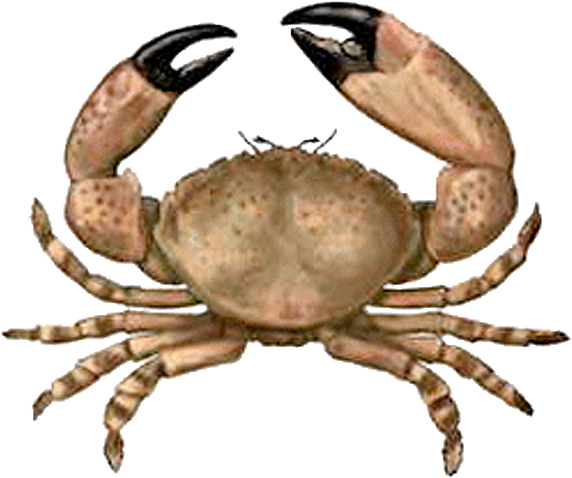 Crab - Leyenda Del Punche De Oro (658x495), Png Download