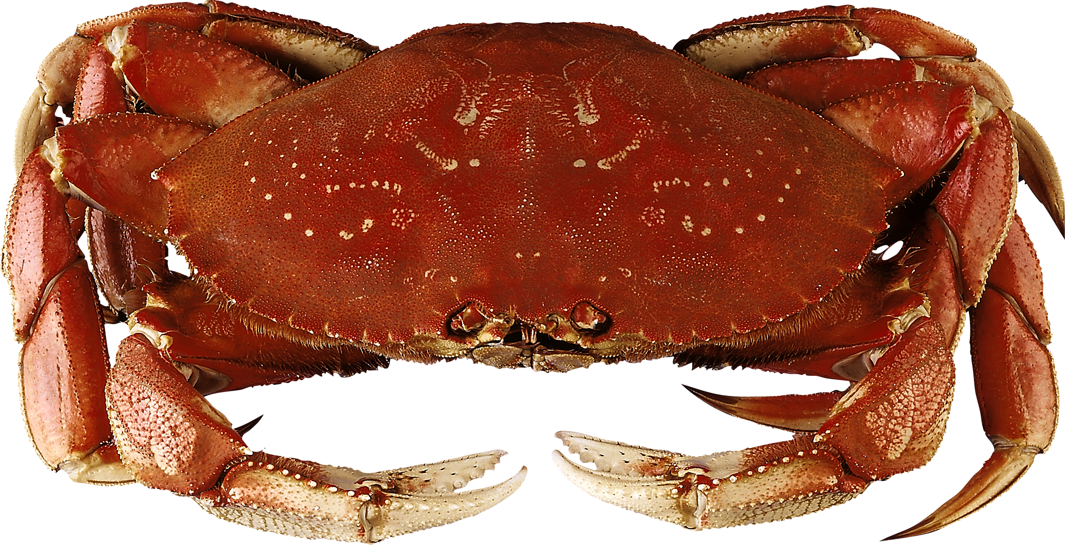 Crab Icon Png - Dungeness Crab (2163x1108), Png Download