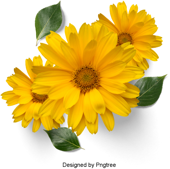 Download Beautiful Fresh Flower Petals Flowers Petals Leaves Flower Full Size Png Image Pngkit