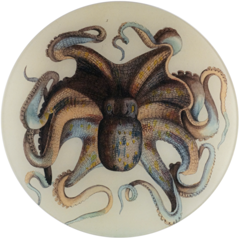 Octopus Octopus - Octopus (500x500), Png Download