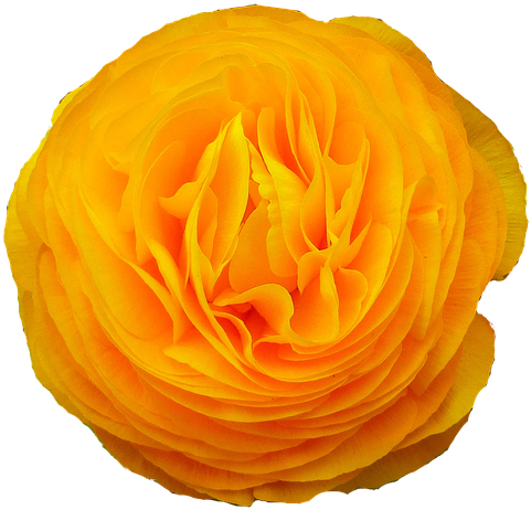 Petals,flowering - Flower (1280x720), Png Download