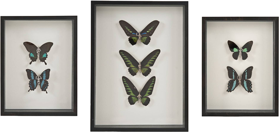Beyond The Fairytale / Dark - Lepidoptera (940x551), Png Download
