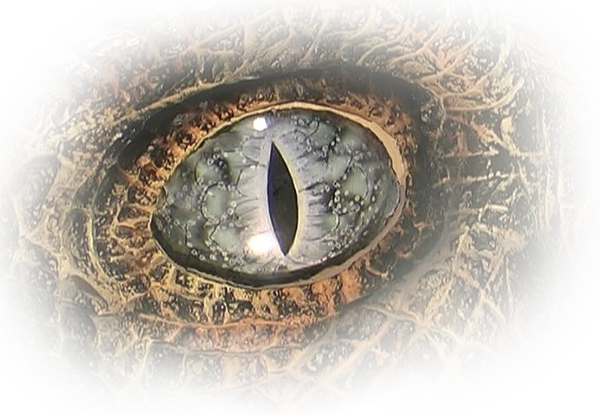 Agility, Speed, Raw Power, Ferocity Features That Are (600x415), Png Download