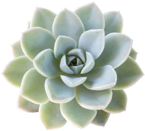 Contact Us Today - Succulent Stock (563x450), Png Download