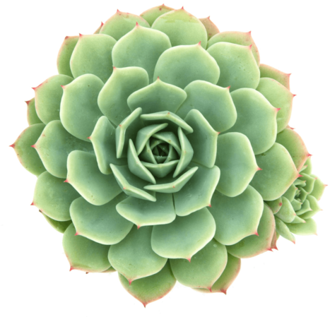 Echeveria 'abalone' Or Echeveria 'green Abalone' Succulent - Hens And Chicks Plants Png (480x480), Png Download