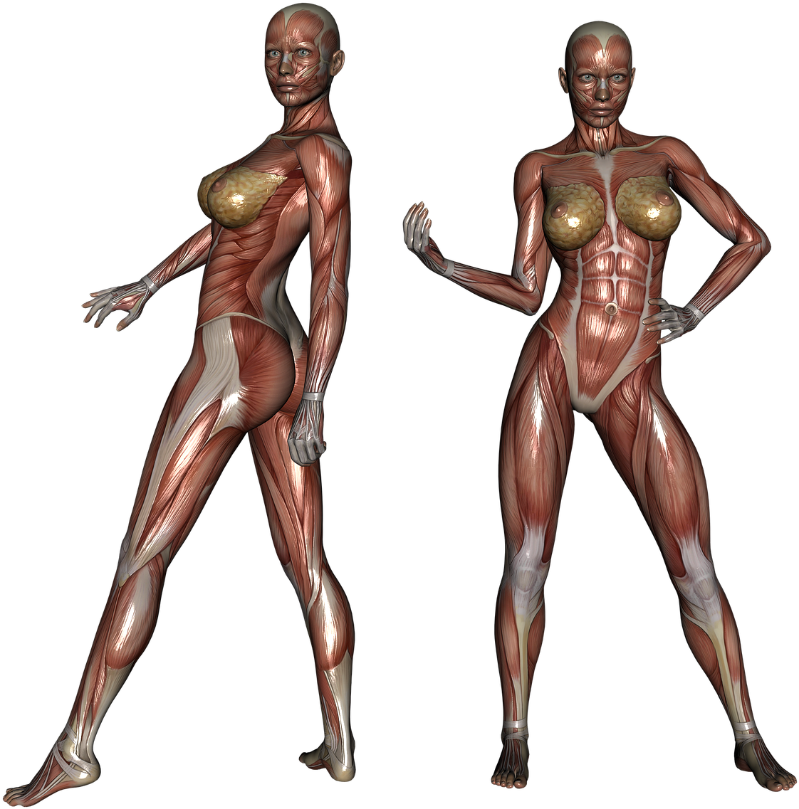 Muscle Muscular Woman - Silhouette Woman Muscular (1280x1280), Png Download