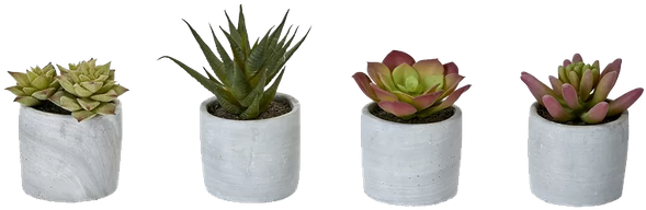 4 Piece Desktop Succulent Plant In Pot Set Bungalow (600x208), Png Download