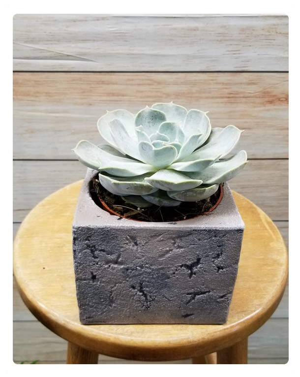 Ceramic (648x792), Png Download