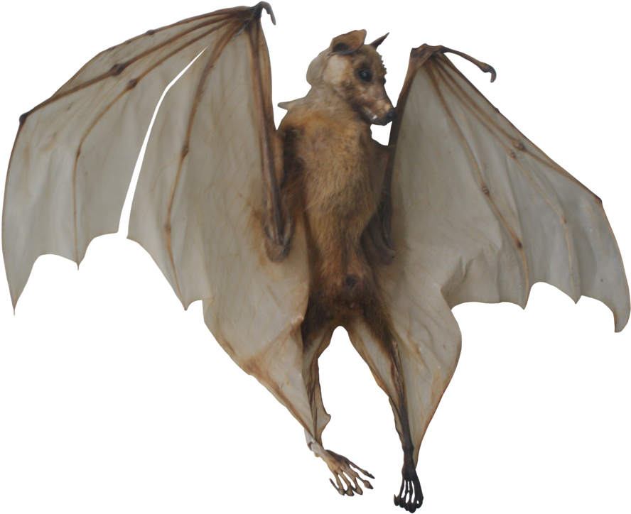 Fruit Bat Png Banner Freeuse Library - Bat (900x734), Png Download