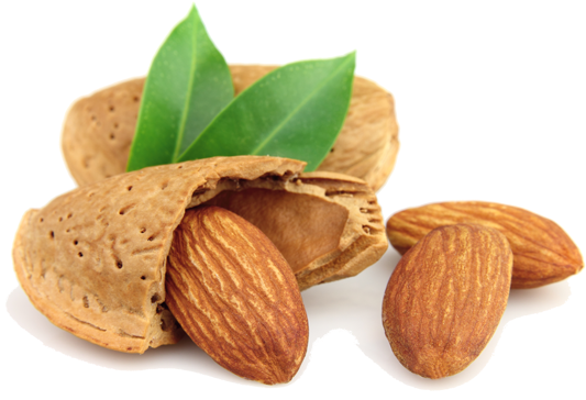 Almond Nut (570x380), Png Download