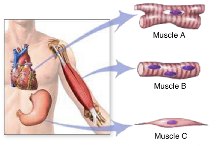 Diagram Showing Cardiac, Smooth, And Skeletal Muscle - Three Types Of Muscular System (480x350), Png Download