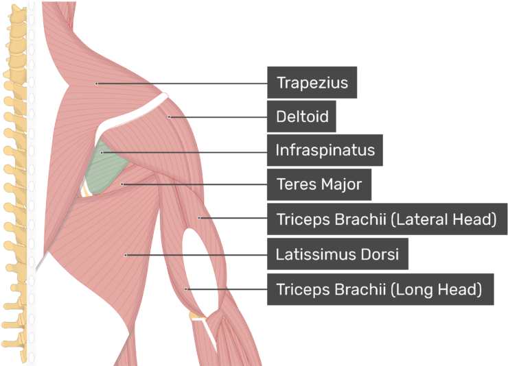 Image Showing Superficial Muscles Of The Back And Posterior - Supraspinatus Muscle (770x536), Png Download