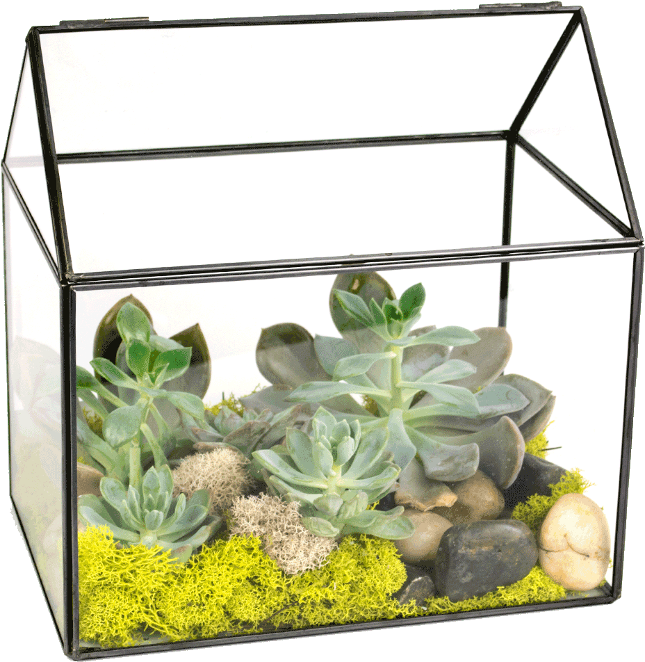 Succulent Green House Terrarium - Terrarium (1024x1024), Png Download