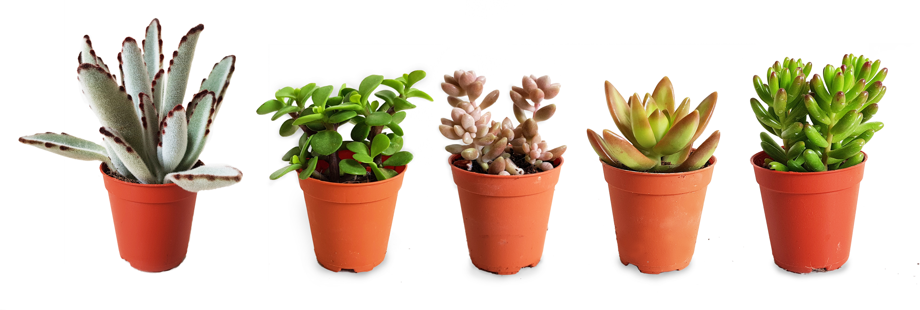 Flowerpot (3000x1012), Png Download