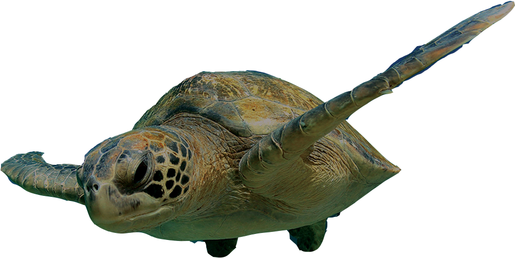 Turtle Png (1037x526), Png Download