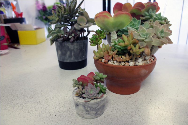 Succulent Pots - Succulent Plant (800x800), Png Download