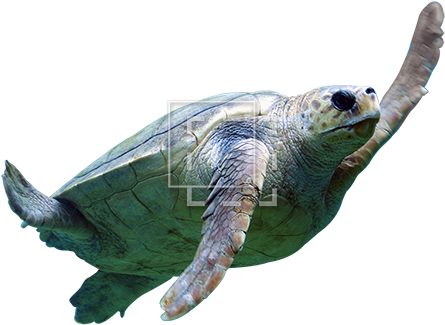 Sea Turtle - Gili Meno Wall Turtles (450x450), Png Download