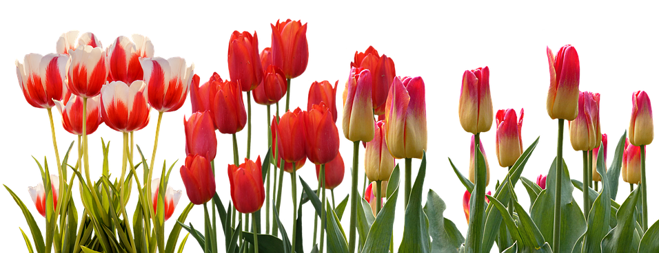 Download Tulip Spring Nature Flower Color Plant Garden Tulip Flower Garden Png Full Size Png Image Pngkit