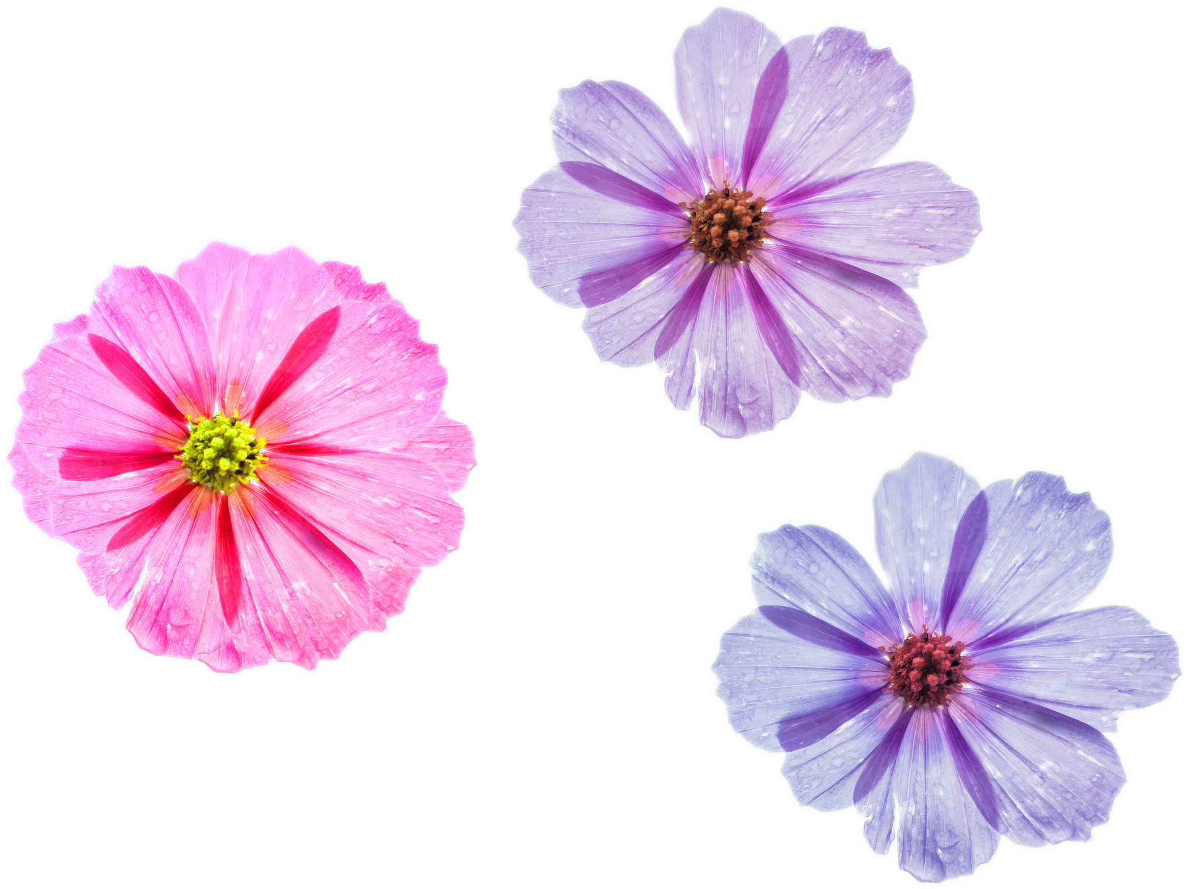 Cool Flower Png Three Different Styles To Choose Pink - Garden Cosmos (3000x2000), Png Download